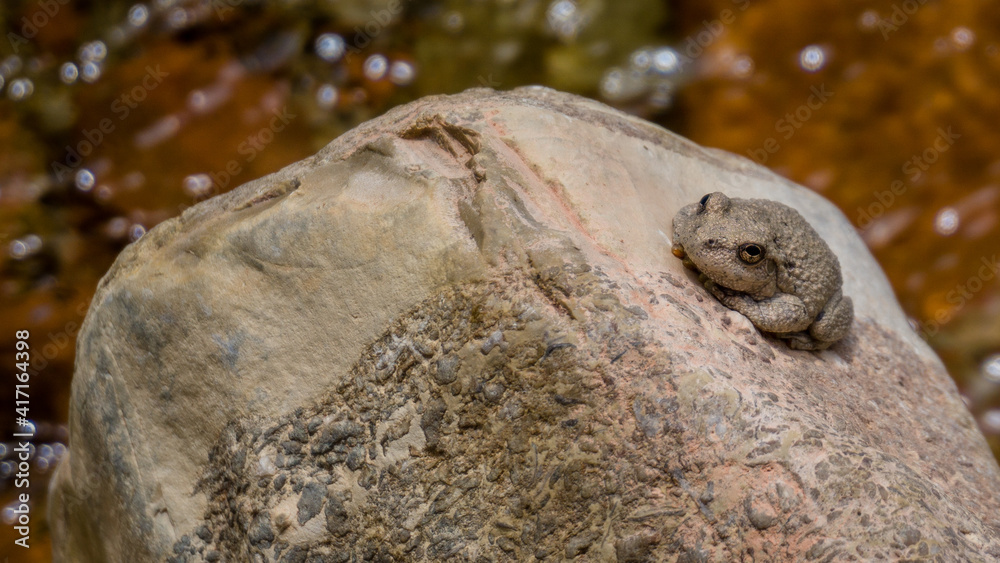 One canyon tree frog (Dryophytes arenicolor) on a rock in the Zion National Park, Utah, USA One canyon tree frog (Dryophytes arenicolor) on a rock in the Zion National Park, Utah, USA