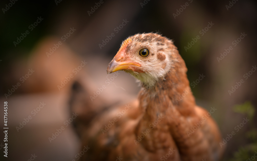 chickens through the natural farm. poultry feeding on the grass during summer season. portrait of young hen with colored feathers chickens through the natural farm. poultry feeding on the grass during summer season. portrait of young hen with colored feathers