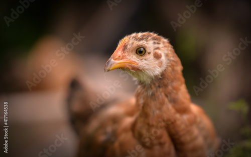 chickens through the natural farm. poultry feeding on the grass during summer season. portrait of young hen with colored feathers