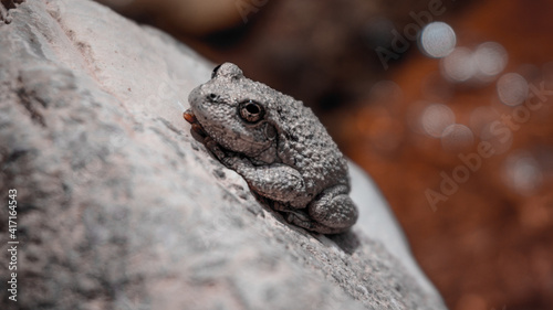 One canyon tree frog (Dryophytes arenicolor) on a rock in the Zion National Park, Utah, USA