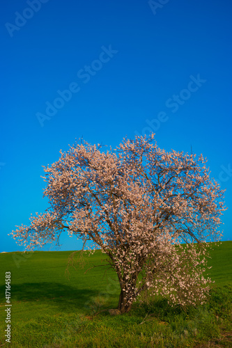 drzewo migdałowiec kwitnące niebo błękit