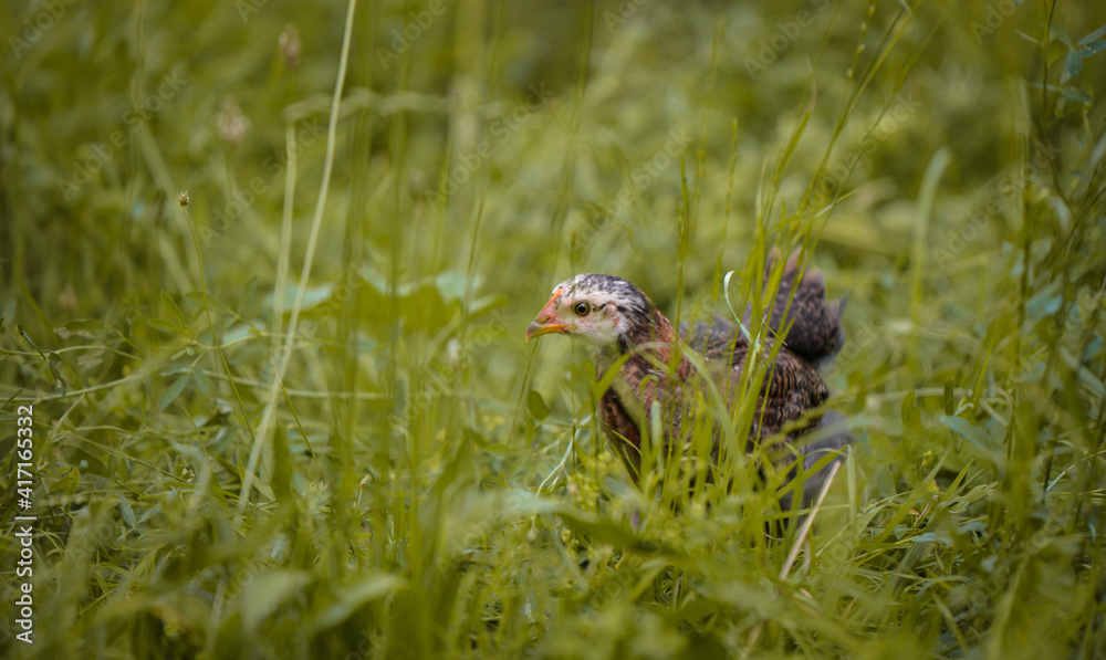Obraz premium chickens through the natural farm. poultry feeding on the grass during summer season. portrait of young hen with colored feathers