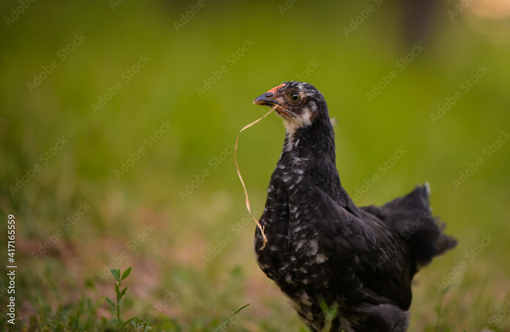 chickens through the natural farm. poultry feeding on the grass during summer season. portrait of young hen with colored feathers chickens through the natural farm. poultry feeding on the grass during summer season. portrait of young hen with colored feathers