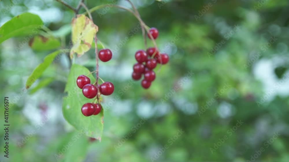 Berries on blurred summer colorful background. Berries on blurred summer colorful background.