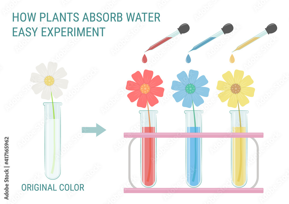 Plants absorb water experiment vector illustration. Basic science