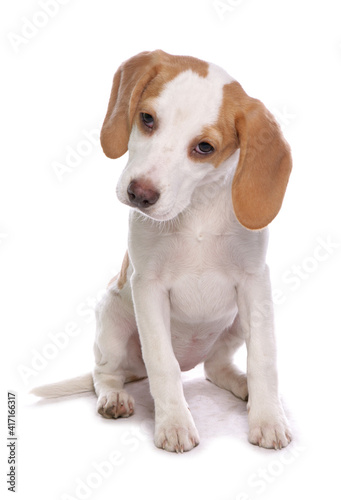 Beagle Puppy 1