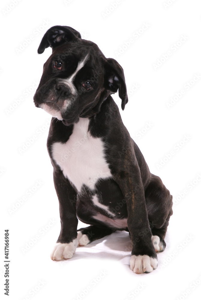 Boxer Puppy 3 Boxer Puppy 3