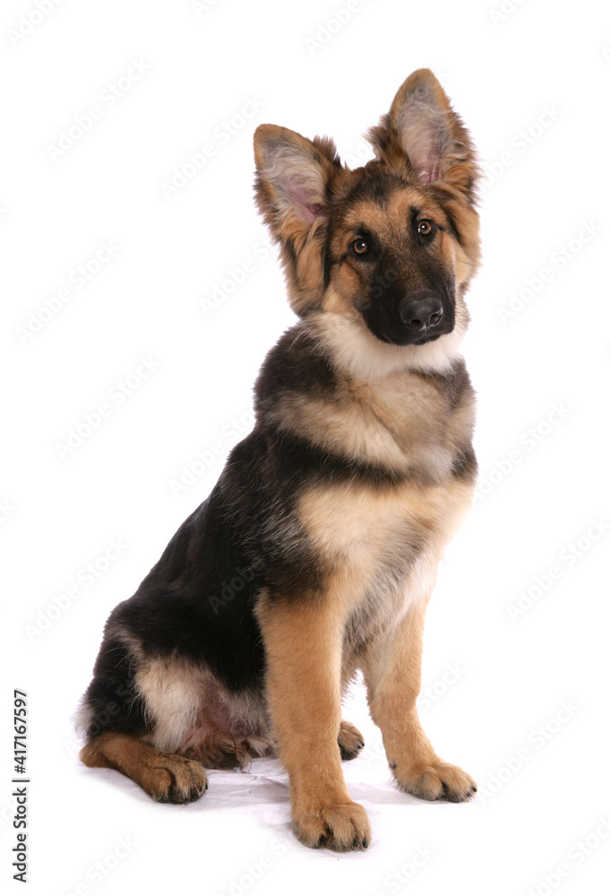 German Shepherd 6