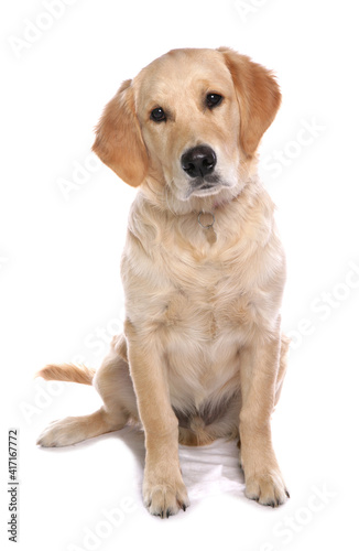 Golden Retriever 4