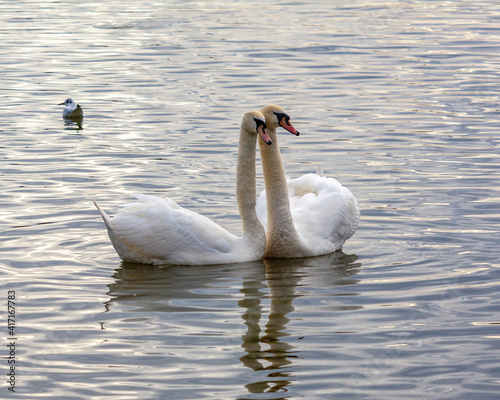 A pair of Swans at Attenborough Nature Reserve. Nottingham  United Kingdom