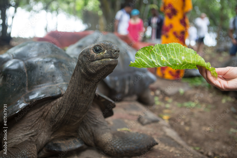 Fototapeta premium One Giant Turtle on Seychelles, Indian Ocean, Africa