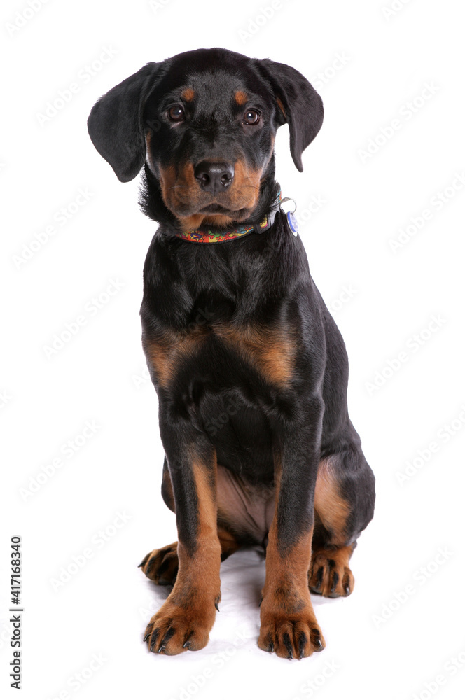 Rottweiler Puppy 2