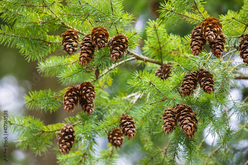 Pine tree branch with cones. Forest. Nature background.