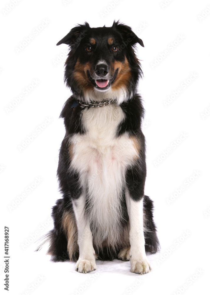 Tri Border Collie 1 Tri Border Collie 1