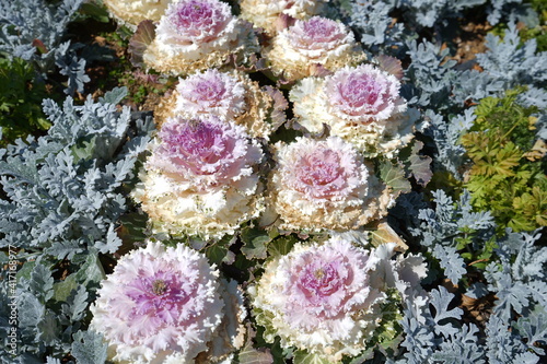 Ornamental kale (Leaf peony) - 葉牡丹 (ハボタン) 