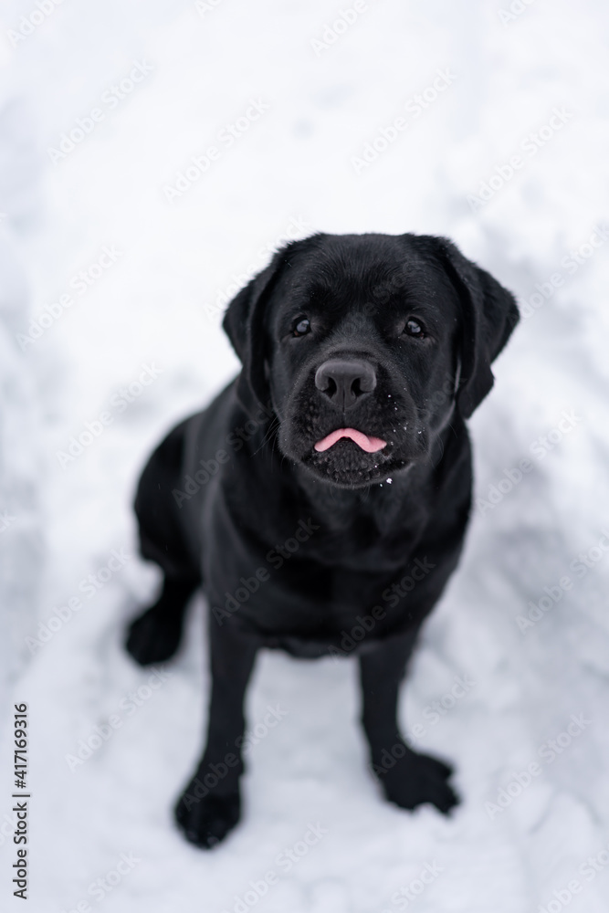 A black Labrador puppy sitting on snow on a winter day and showing a pink tongue to the camera