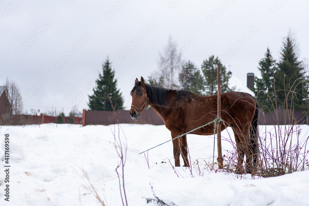 Big chestnut brown draft horse, big old horse outside in winter day Big chestnut brown draft horse, big old horse outside in winter day