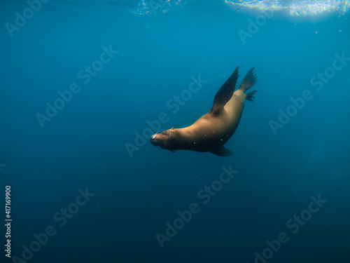 Close up of sea lion in the Channel Islands  California  USA