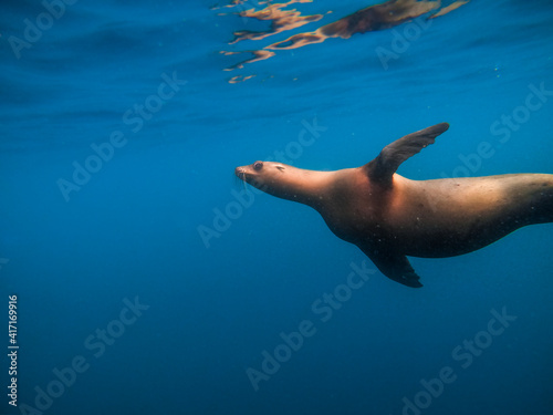 Close up of sea lion in the Channel Islands, California, USA © Tom H