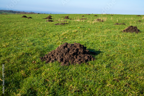 mole hills in a field photo