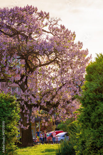 uzhhorod, ukraine - 01 MAY 2018: paulownia tree in the town center. big blossoming tree on the square among old architecture. popular tourist attraction photo