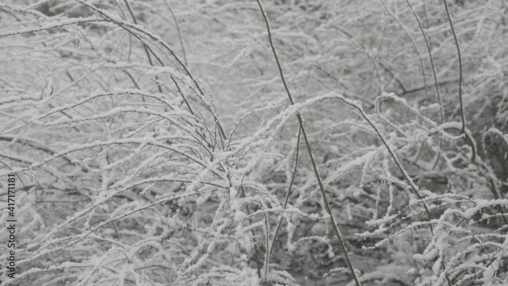 Heavy snow falling in a garden on bare branches in West Yorkshire Heavy snow falling in a garden on bare branches in West Yorkshire