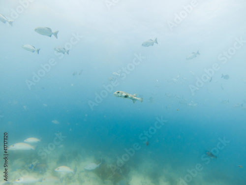 Big pufferfish in blue water in Playa del Carmen, Quintana Roo, Mexico