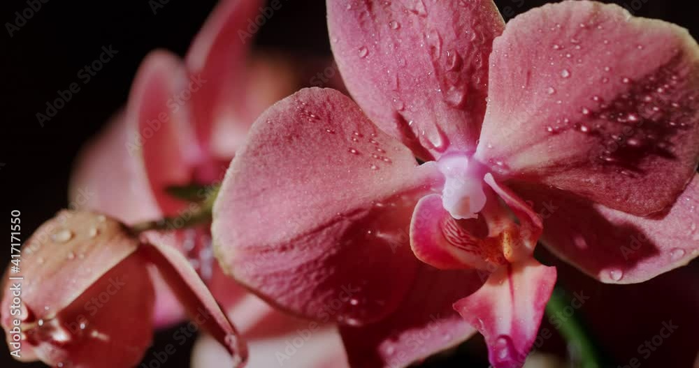 Raindrops fall on the flower of the orchid. The beauty of nature Raindrops fall on the flower of the orchid. The beauty of nature