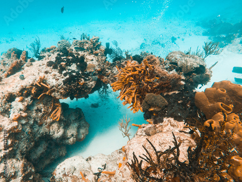 Fototapeta Naklejka Na Ścianę i Meble -  Diver diving through whole in Cozumel, Quintana Roo, Mexico