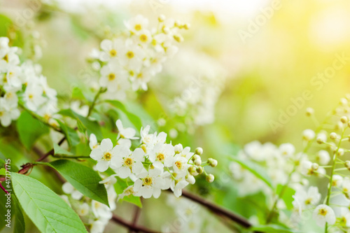 Tender white flowers of bird cherry at blooming season, floral blossom under sunlight at spring, front selective focus