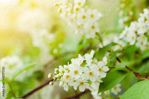 Tender white flowers of bird cherry at blooming season, floral blossom, petals under sunlight at spring, selective focus