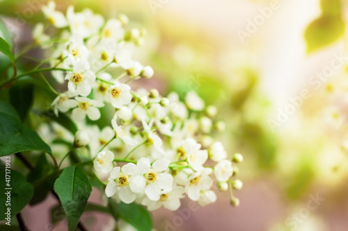 Tender white flowers of bird cherry at blooming season, floral blossom under sunlight at springtime