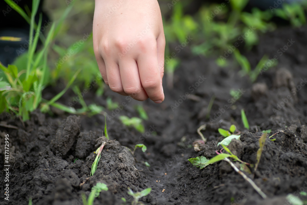 Planting seeds in spring. seeds in hand against soil in paper pots, watering can on craft paper. pots for seedlings, seed tanks for home gardening. Planting seeds in spring. seeds in hand against soil in paper pots, watering can on craft paper. pots for seedlings, seed tanks for home gardening.