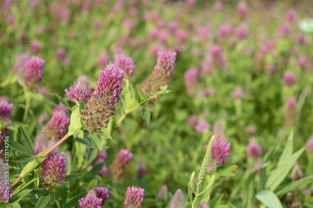 Closeup trifolium rubens known as Red Feathers with blurred background in summer garden Closeup trifolium rubens known as Red Feathers with blurred background in summer garden