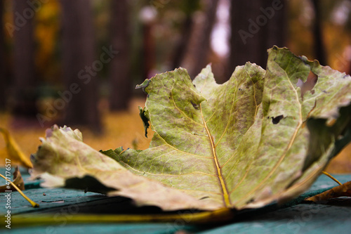 A dried leaf on a green ground. 
Dry leaf close-up view. photo