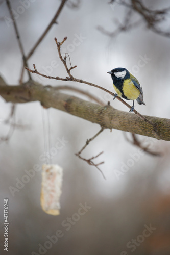 The great tit (Parus major) is a passerine bird in the tit family Paridae © Oleksiy