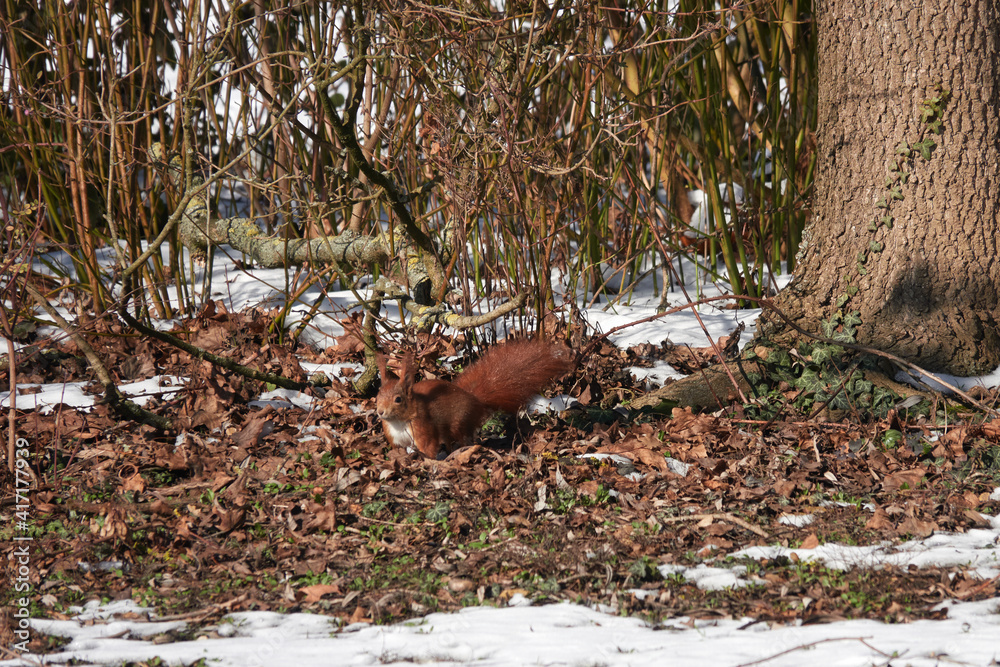 Single squirrel (sciurus) seat on the ground near a tree stem. Side view. Winter in germany. Single squirrel (sciurus) seat on the ground near a tree stem. Side view. Winter in germany.