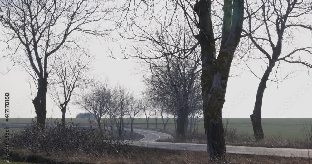 Rural Road With Bare Trees On Both Sides On A Cloudy Day - static shot Rural Road With Bare Trees On Both Sides On A Cloudy Day - static shot