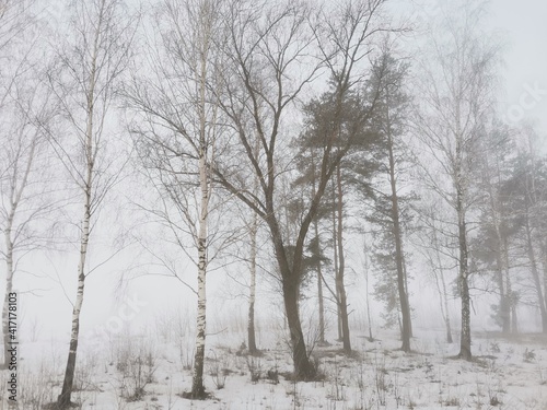 trees in fog in winter © Евгений Каранкевич