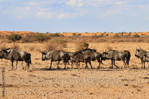 beautiful landscape view in Namibia     Africa