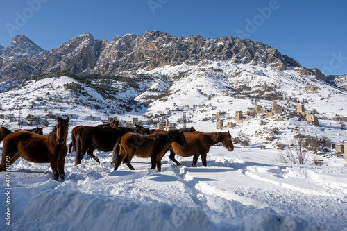 wild horses on the snowy mountain slopes in Ossetia in winter 