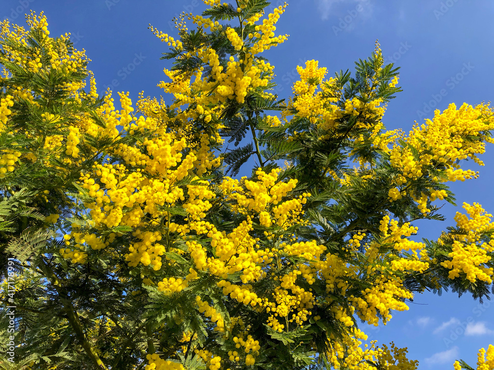 Spring flowers. Branch Acacia dealbata tree with bright yellow flowers against blue sky on sunny day