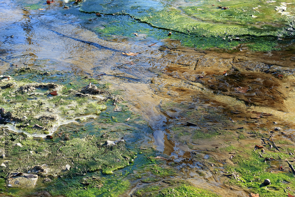 transparent puddle with green and brown bottom after rain during sunny day