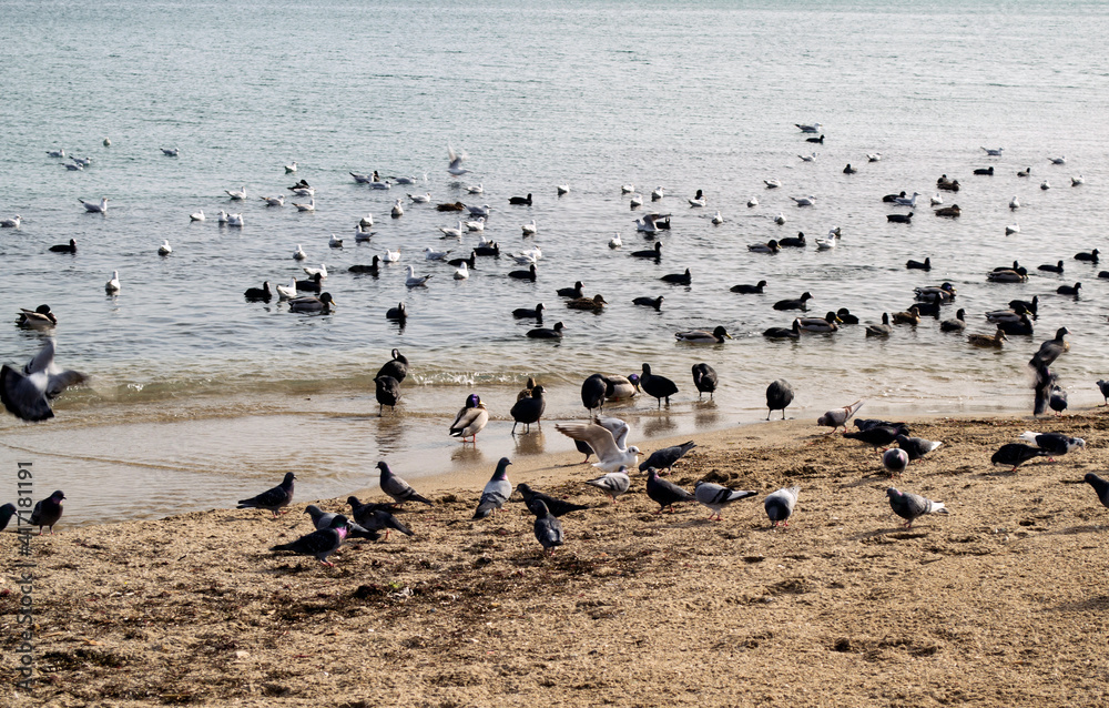 Lots of waterfowl on the beach and in the sea. Lots of waterfowl on the beach and in the sea.