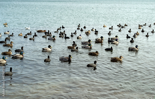 Ducks, black loons and gulls swim near the seashore.