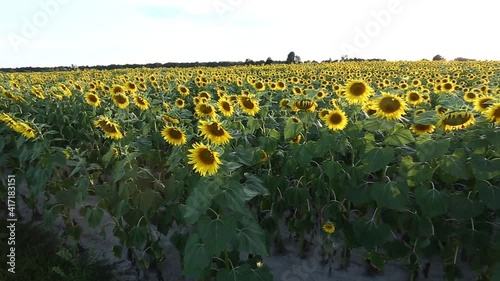 sunflower field, sunflower, sunflower field in the sun
