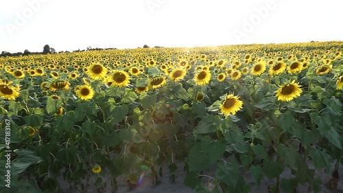 sunflower field, sunflower, sunflower field in the sun