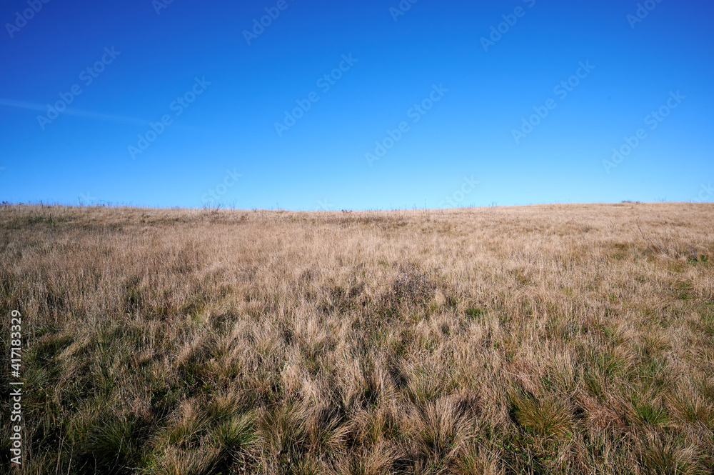 grass and blue sky grass and blue sky