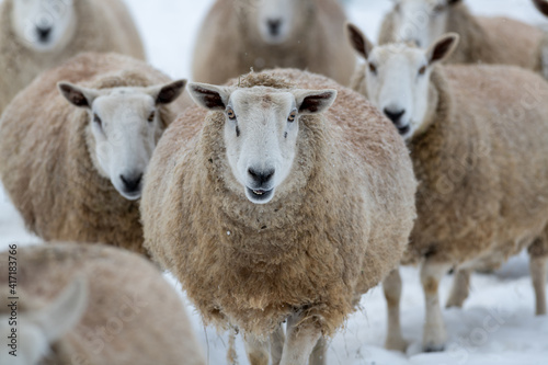 Fototapeta Naklejka Na Ścianę i Meble -  A closeup of a large domestic woolly sheep that is staring with its eyes open wide and its ears sticking upwards against a snowy background.  The ewe has a large thick coat of wool with bits of dirt.