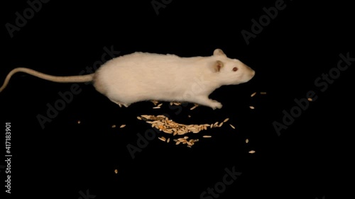 Rat on chromakey, rat on a green background, white rats